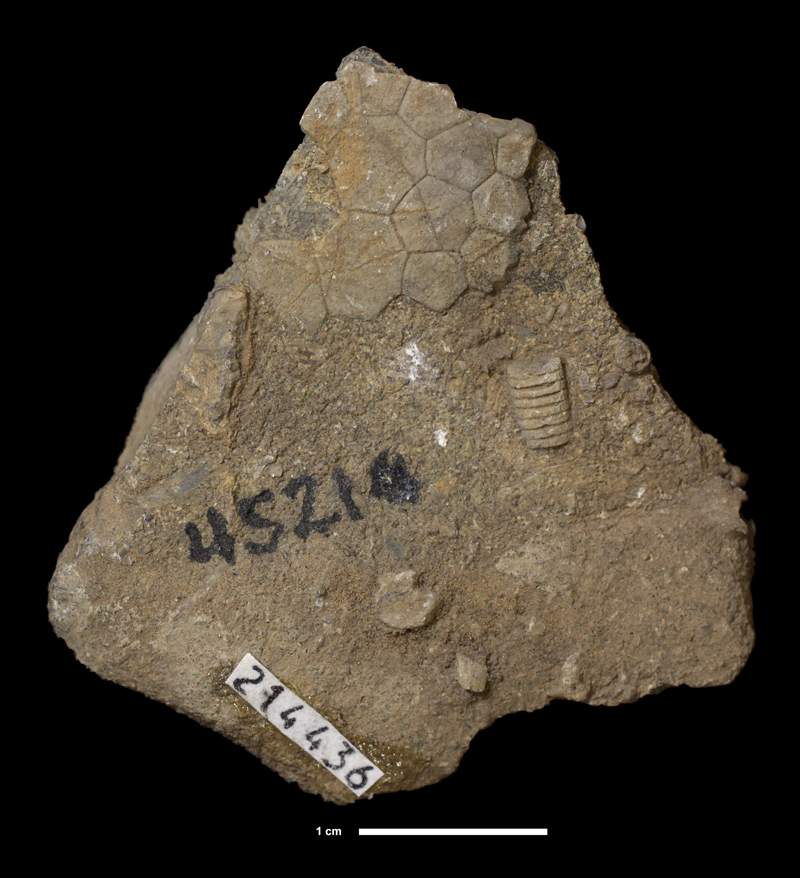 <i>Acrocrinus brentwoodensis</i> from the Bloyd Shale Fm. of Muskogee County, Oklahoma (KUMIP 214436).