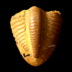 Ameura missouriensis