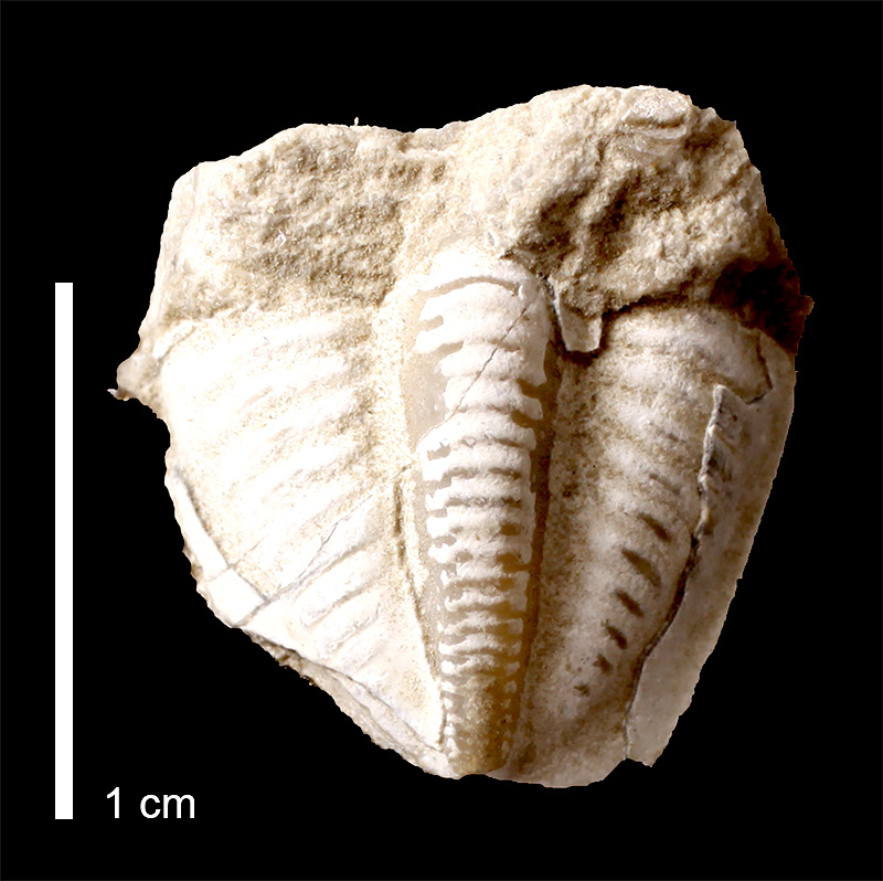 <i>Ameura missouriensis</i> from the Graham Fm. of Young County, Texas (KUMIP 85868).