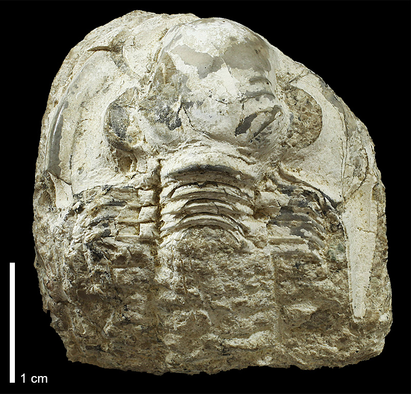 <i>Ameura sp.</i> from an unspecified formation of Wyandotte County, Kansas (KUMIP 146437).