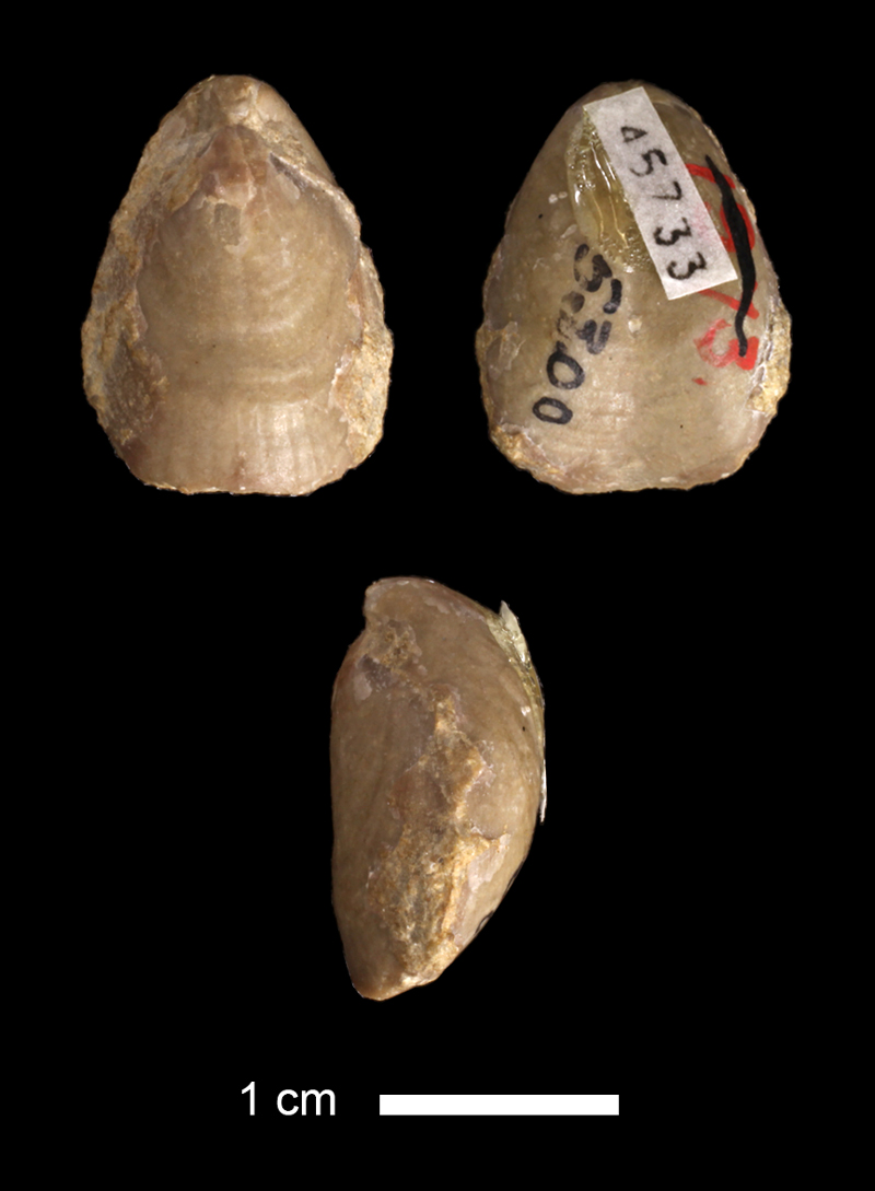 <i>Beecheria sp.</i> from an unknown formation of Osage County, Kansas (KUMIP 45733).