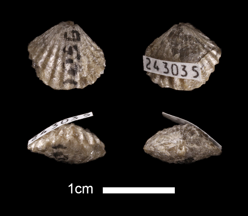 <i>Allorhynchus sp.</i> from the Magdalena Limestone of Bernalillo County, New Mexico (KUMIP 243035).