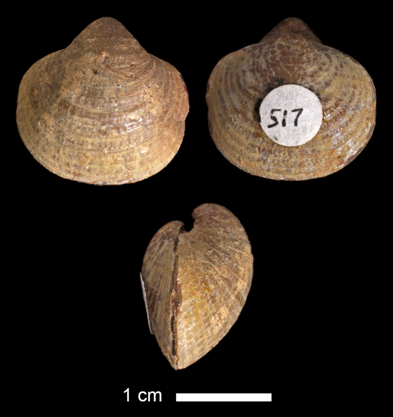 <i>Phricodothyris sp.</i> from the Mineral Wells Fm. of Palo Pinto County, Texas (KUMIP 517).