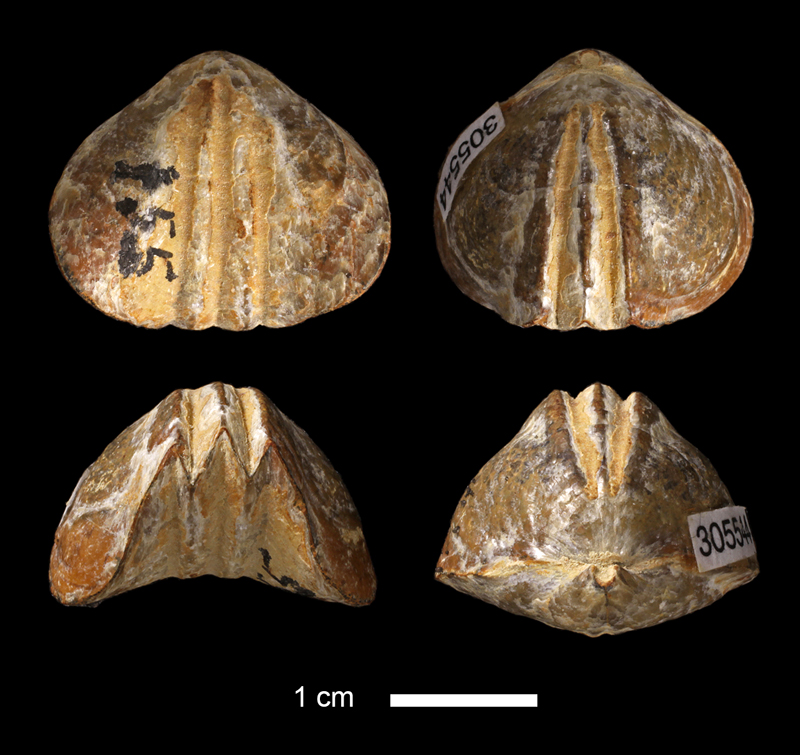 <i>Leiorhynchus rockymontanus</i> from the Wetumka Shale of Johnston County, Oklahoma (KUMIP 305544).