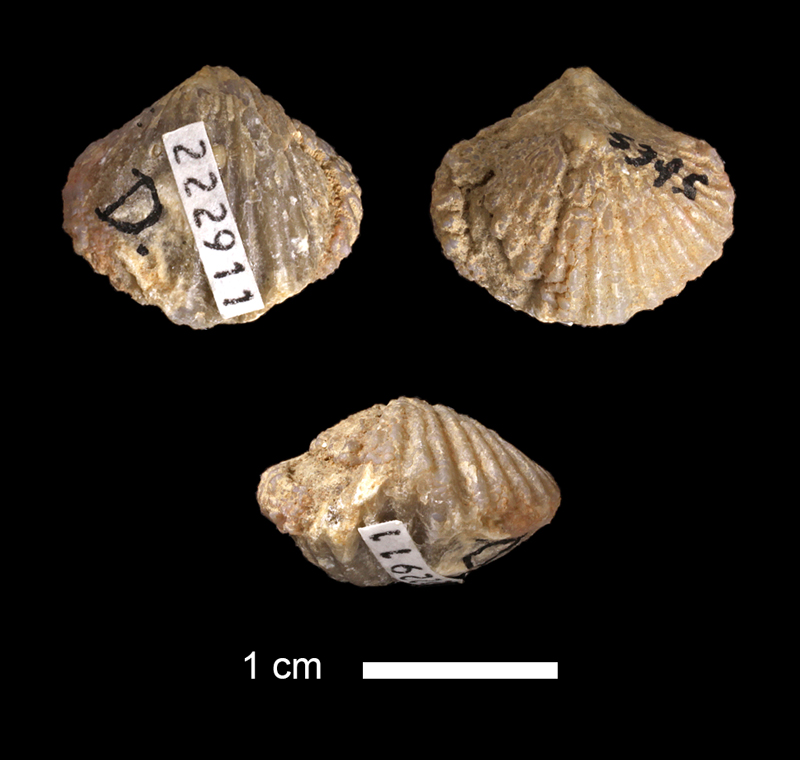<i>Spirifer rockymontanus</i> from an unknown formation in the Magdalena Group of New Mexico (KUMIP 222911).