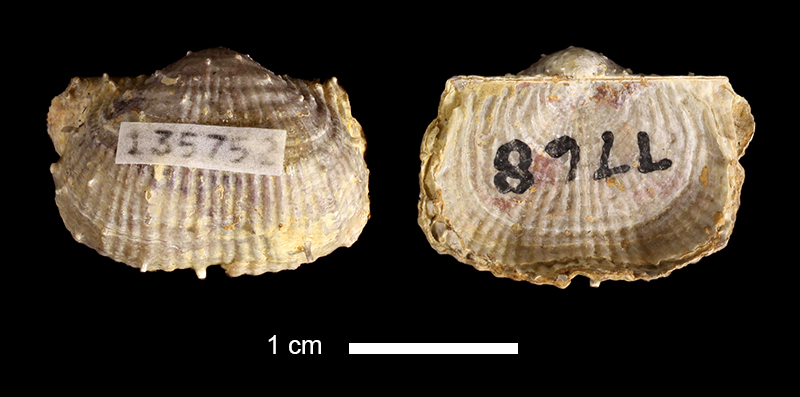 <i>Hystriculina sp.</i> from the Graham Fm. of Jack County, Texas (KUMIP 135752).