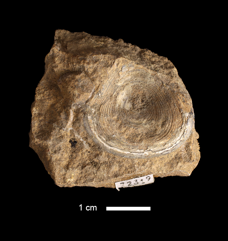<i>Orbiculoidea subtrigonalis</i> from the Lecompton Limestone of Douglas County, Kansas (KUMIP 72319).