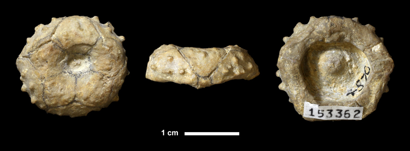 <i>Delocrinus granulosus</i> from the Drum Limestone of Montgomery County, Kansas (KUMIP 153362).