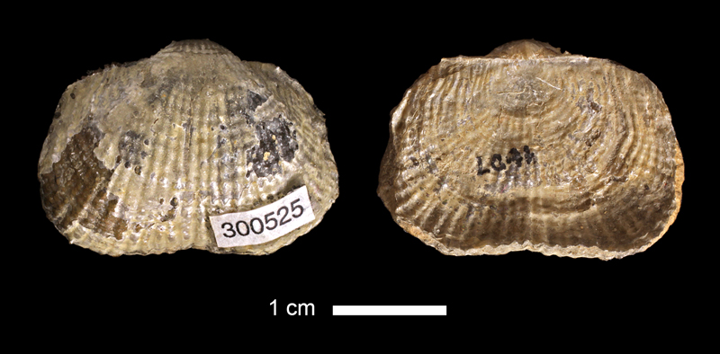 <i>Dictyoclostus portlocklanus</i> from the Checkerboard Limestone of Montgomery County, Kansas (KUMIP 300525).