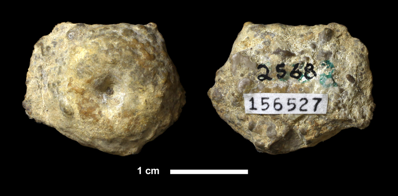 <i>Diphuicrinus sp.</i> from the Iola Limestone of Allen County, Kansas (KUMIP 156527).