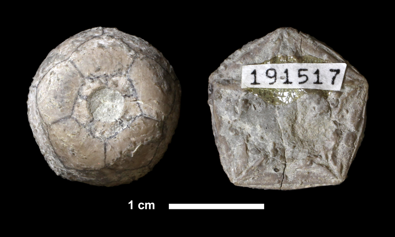 <i>Erisocrinus typus</i> from the Plattsburg Limestone of Wilson County, Kansas (KUMIP 191517).