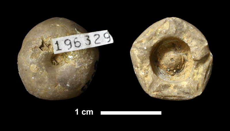 <i>Euerisocrinus sp.</i> from the Iola Limestone of Allen County, Kansas (KUMIP 196329).