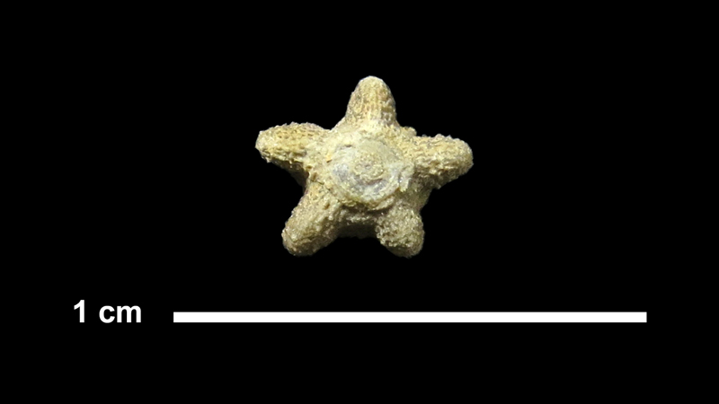<i>Isoallagecrinus sp.</i> from the Oologah Limestone of Tulsa County, Oklahoma (KUMIP 153017).