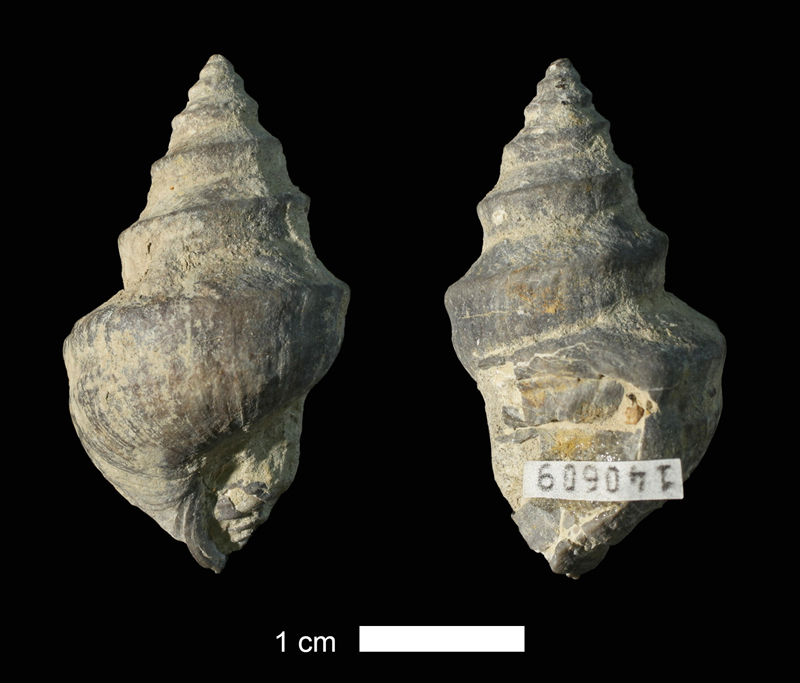 <i>Hypselentoma sp.</i> from the Stanton Limestone of Anderson County, Kansas (KUMIP 140609).