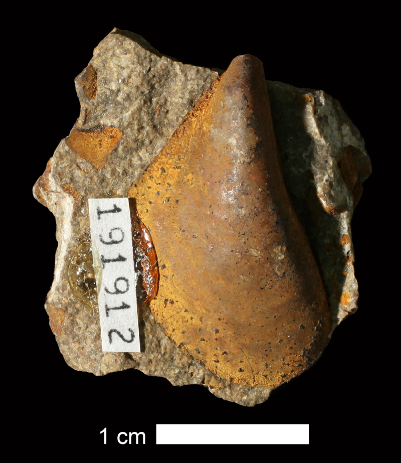 <i>Septimyalina scitula</i> from the Plattsburg Limestone of Franklin County, Kansas (KUMIP 191912).