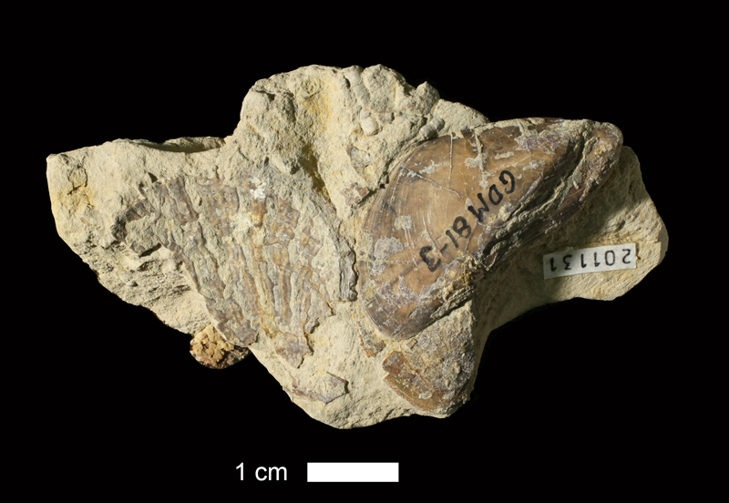 <i>Promytilus sp.</i> from the Oread Limestone of Coffey County, Kansas (KUMIP 201131).