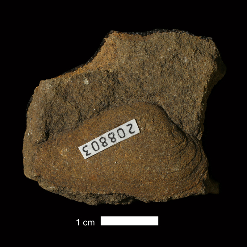 <i>Palaeoneilo sulcatina</i> from the Oread Limestone of Shawnee County, Kansas (KUMIP 208803).