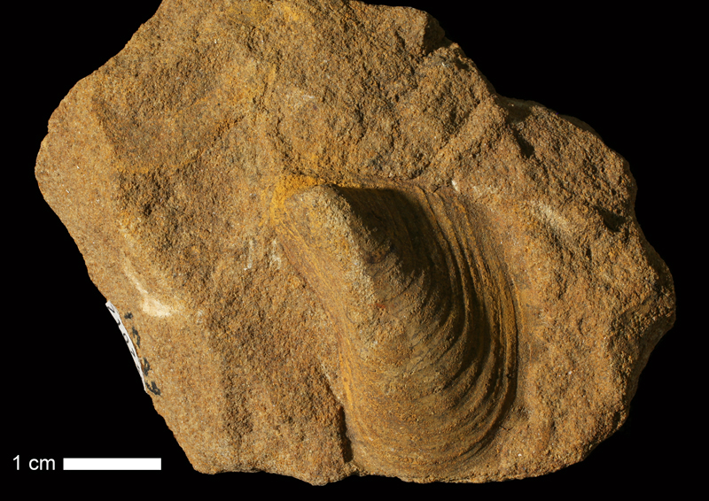 <i>Myalina (Myalina) wyomingensis</i> from the Stanton Limestone of Leavenworth County, Kansas (KUMIP 210740).