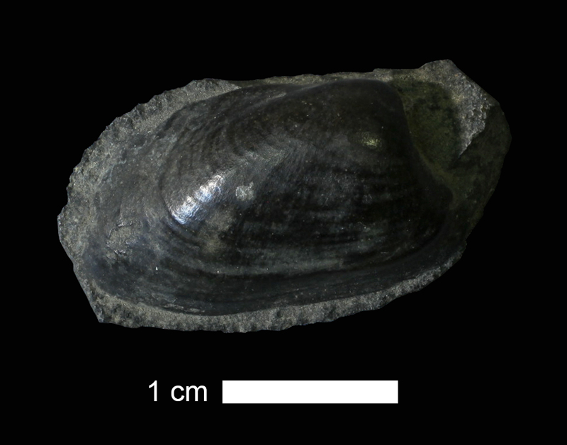 <i>Cardiomorpha missouriensis</i> from the Coal Measures of McDonough County, Illinois (KUMIP 213392).