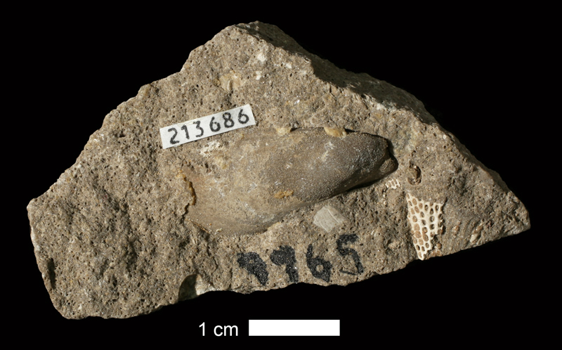 <i>Promytilus annosus senex</i> from the Drum Limestone of Montgomery County, Kansas (KUMIP 213686).