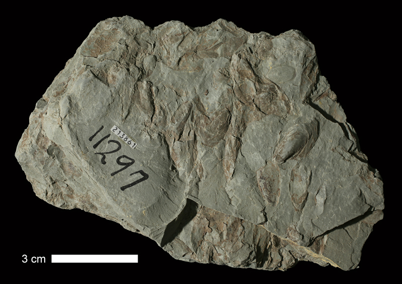 <i>Myalina (Myalinella) meeki</i> from the Deer Creek Limestone of Osage County, Kansas (KUMIP 213861).
