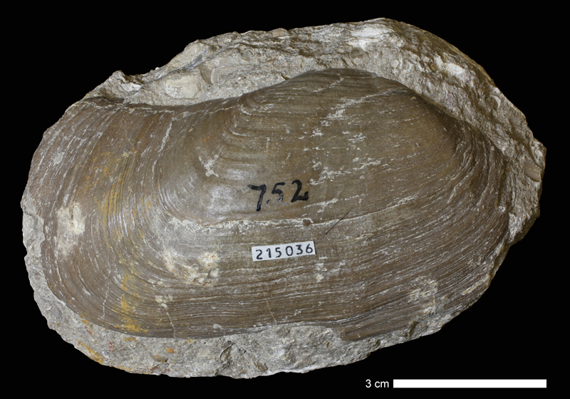 <i>Chaenomya sp.</i> from the Drum Limestone of Montgomery County, Kansas (KUMIP 215036).