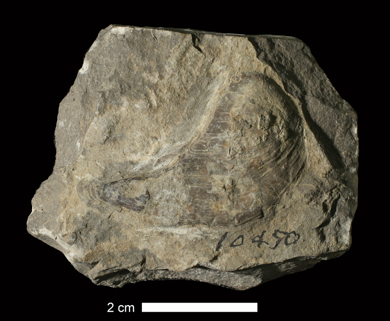 <i>Monopteria longispina</i> from an unknown formation in Jackson County, Missouri (KUMIP 215508).