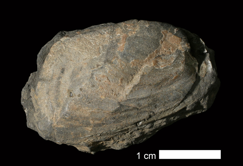 <i>Permophorus subcostatus</i> from an unknown formation of Seminole County, Oklahoma (KUMIP 215619).