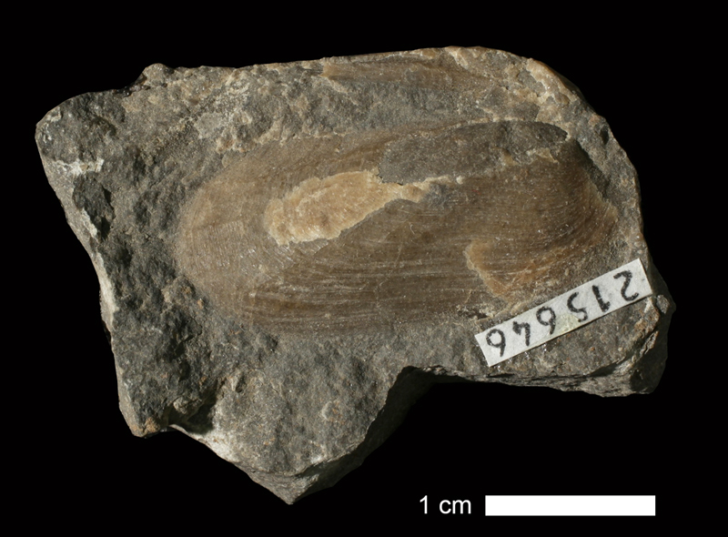 <i>Permophorus sp.</i> from an unknown formation of Wyandotte County, Kansas (KUMIP 215646).