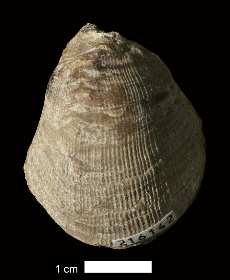 <i>Pseudomonotis equistriata</i> from the Dennis Limestone of Jackson County, Missouri (KUMIP 216142).
