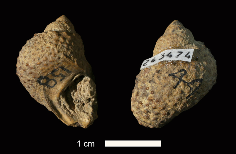 <i>Trachydomia whitei</i> from the Graford Fm. of Brown County, Texas (KUMIP 243474).