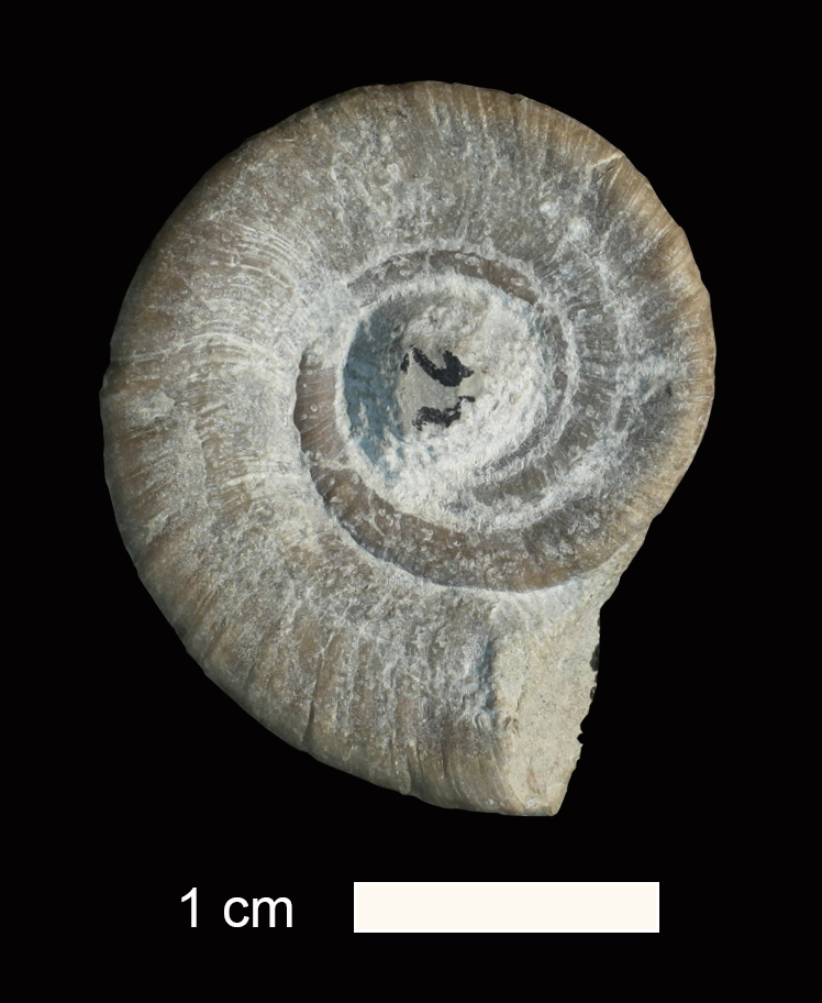 <i>Amphiscapha muricata</i> from an unknown formation of Clay County, Kansas (KUMIP 245158).