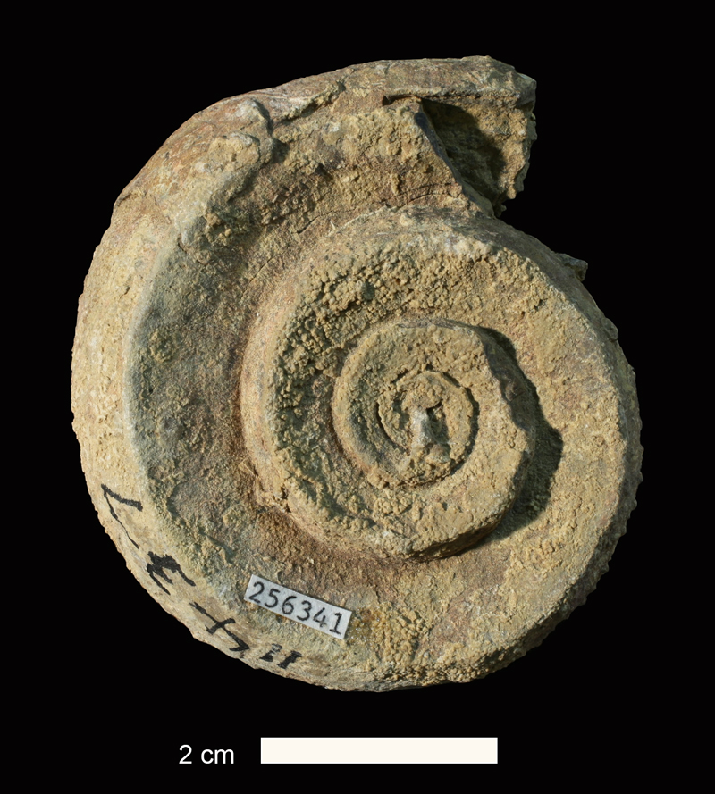 <i>Euomphalus plummeri</i> from the Graford Fm. of Brown County, Texas (KUMIP 256341).