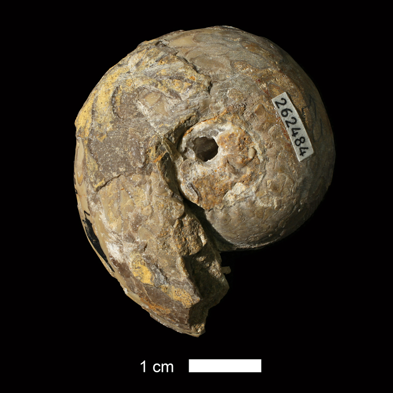 <i>Schistoceras missouriense</i> from the Drum Limestone of Montgomery County, Kansas (KUMIP 262484).