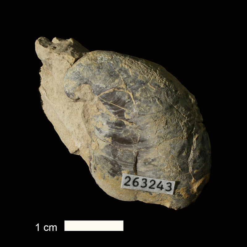 <i>Platyceras sp.</i> from the Marble Falls Limestone of San Saba County, Texas (KUMIP 263243).