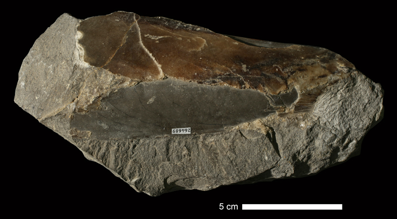 <i>Pinna peracuta</i> from an unknown formation of Wyandotte County, Kansas (KUMIP 264689).