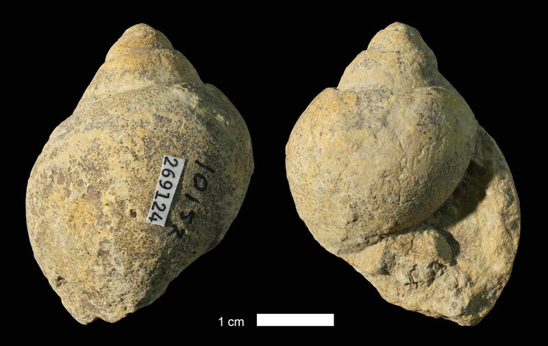<i>Soleniscus sp.</i> from the Oread Limestone of Butler County, Kansas (KUMIP 269124).