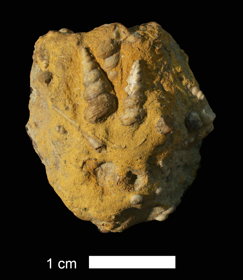 <i>Glyphodeta sp.</i> from the Stanton Limestone of Osage County, Oklahoma (KUMIP 272927).