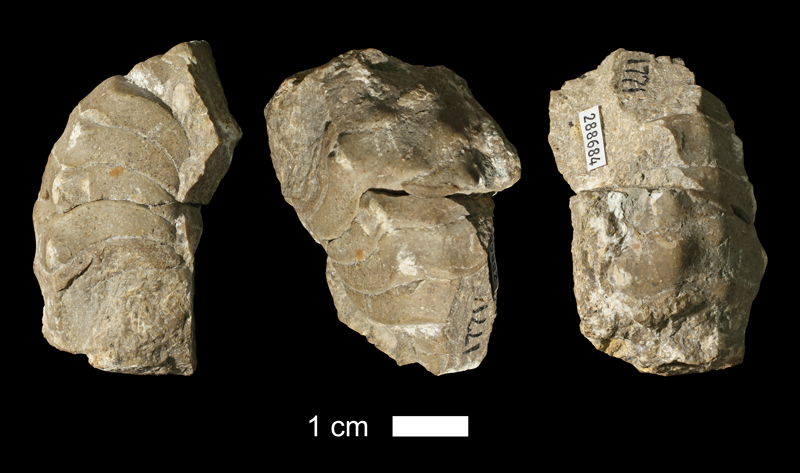 <i>Tainoceras occidentale</i> from the Plattsburg Limestone of Leavenworth County, Kansas (KUMIP 288684).