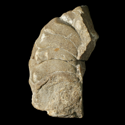 Tainoceras occidentale
