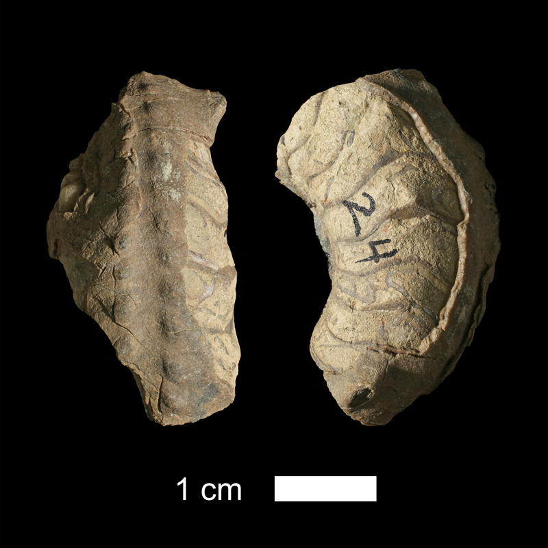 <i>Tainionautilus sp.</i> from an unknown formation in Wise County, Texas (KUMIP 288730).