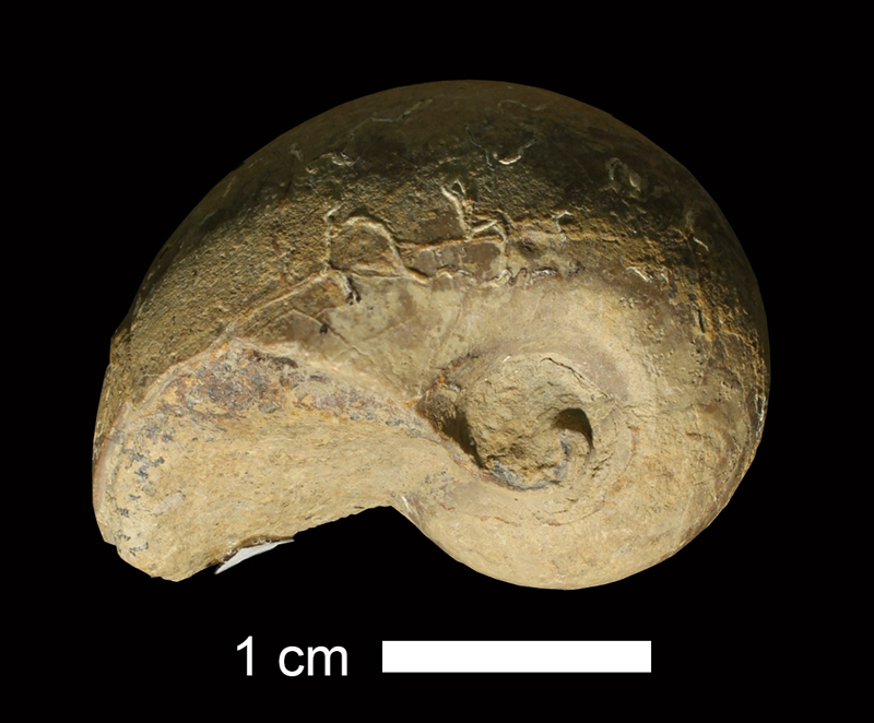 <i>Peripetoceras sp.</i> from the Stanton Limestone of Washington County, Oklahoma (KUMIP 289674).