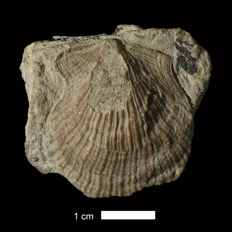 <i>Aviculopecten exemplarius</i> from the Stanton Limestone of Wyandotte County, Kansas (KUMIP 301961).
