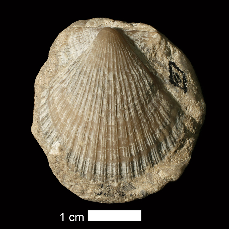 <i>Fasciculiconcha providecensis</i> from the Cherryvale Shale of Wyandotte County, Kansas (KUMIP 37695).