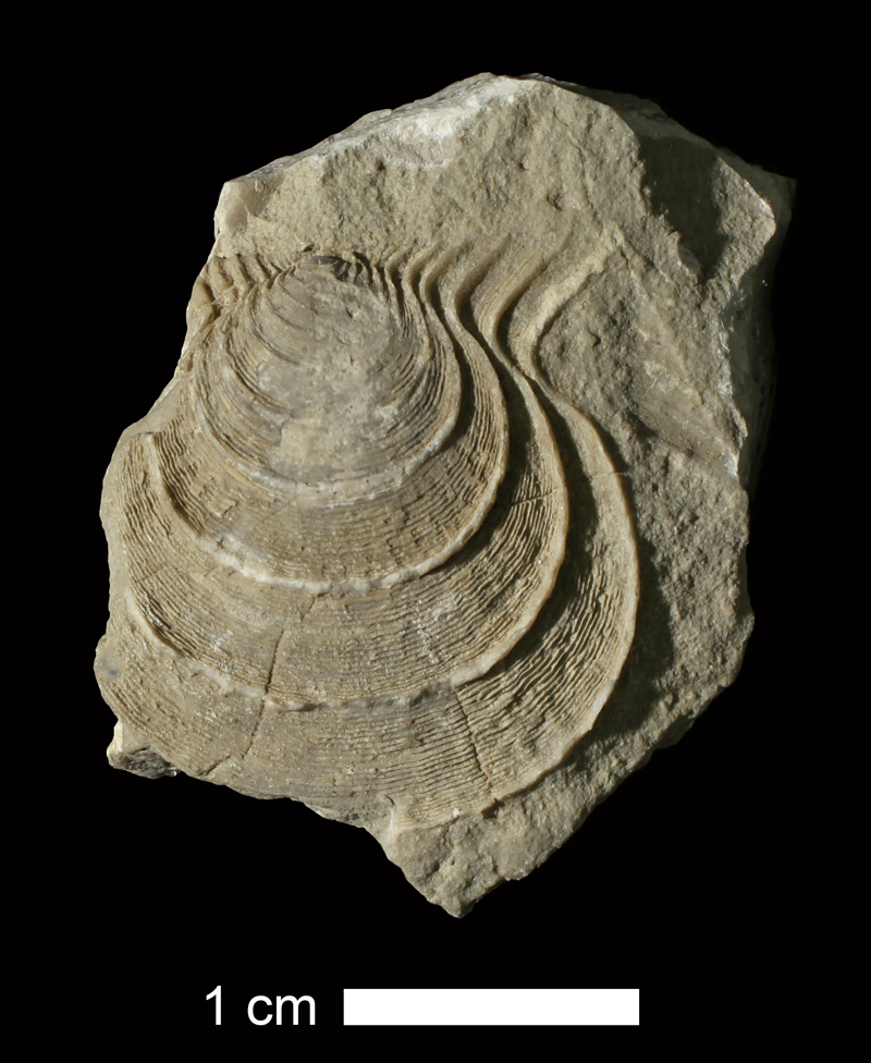 <i>Annuliconcha interlineata</i> from the Wyandotte Limestone of Jackson County, Missouri (KUMIP 37720).