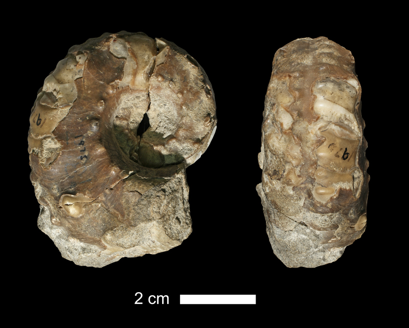 <i>Tainoceras sp.</i> from the Oread Limestone of Douglas County, Kansas (KUMIP 38558).