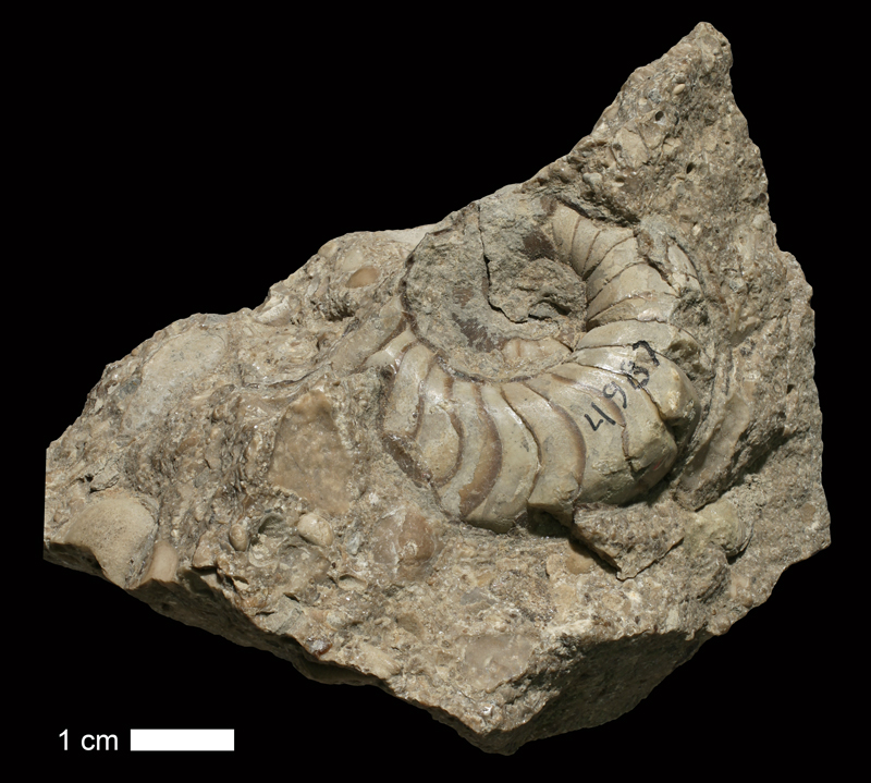 <i>Domatoceras williamsi</i> from the Drum Limestone of Montgomery County, Kansas (KUMIP 38618).