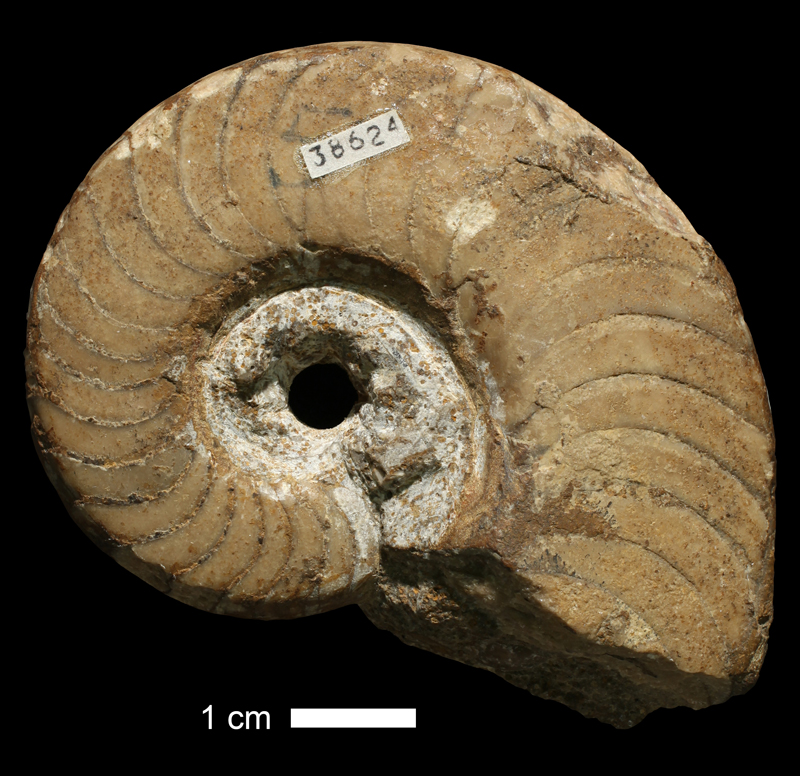 <i>Domatoceras umbilicatum</i> from the Drum Limestone of Montgomery County, Kansas (KUMIP 38624).