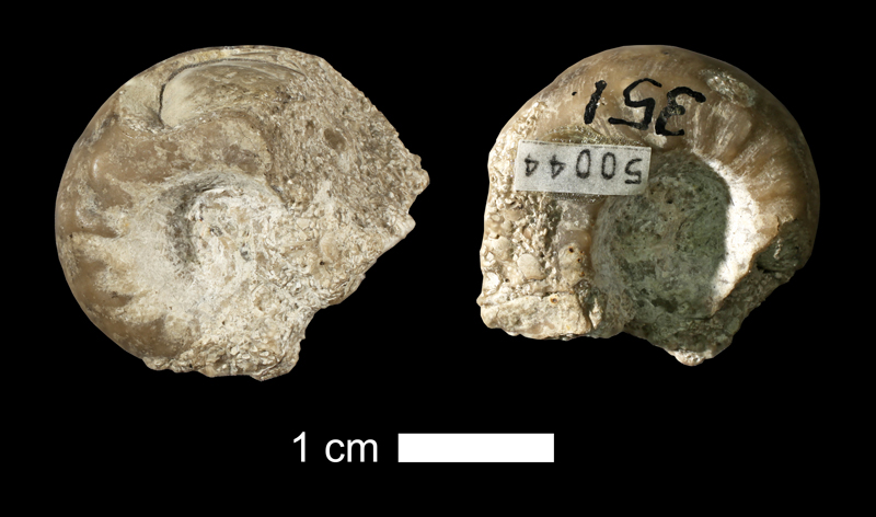 <i>Metacoceras cavatiforme</i> from the Drum Limestone of Wyandotte County, Kansas (KUMIP 50044).