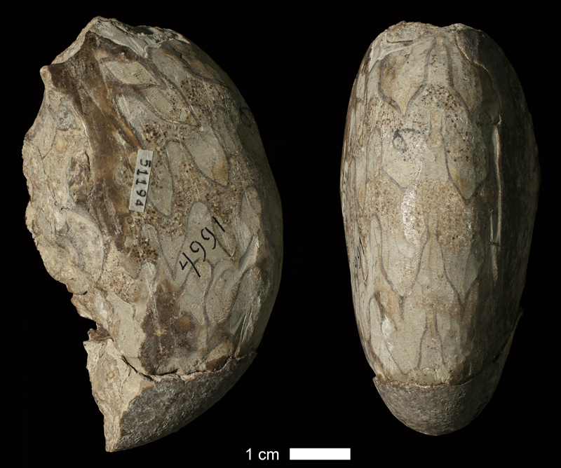 <i>Schistoceras sp.</i> from the Drum Limestone of Montgomery County, Kansas (KUMIP 51194).